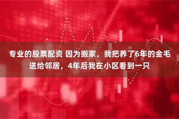 专业的股票配资 因为搬家，我把养了6年的金毛送给邻居，4年后我在小区看到一只